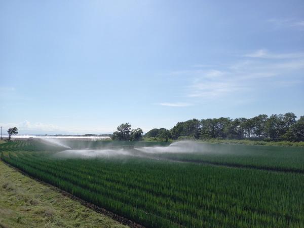 농작물에 물주기 @뉴스코리아 김경전 특파원