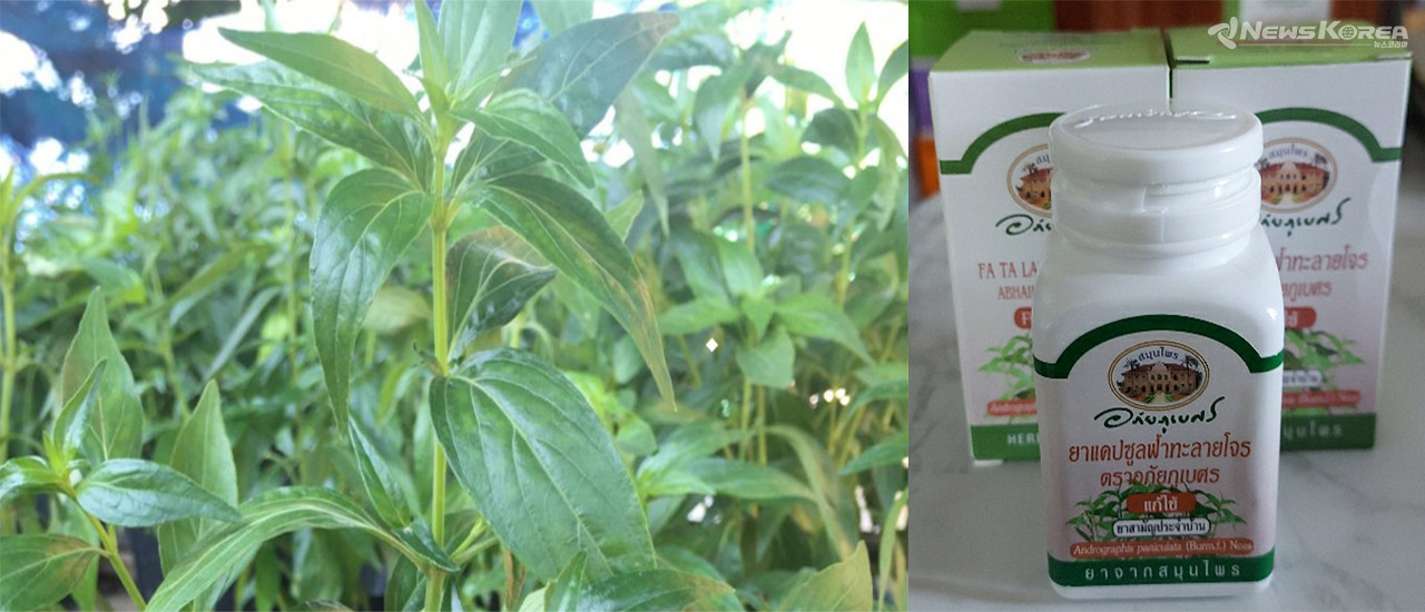 사진 왼쪽 코로나19 치료에 효과가 있다고 알려진 빠 탈라이 쫀(천심련)과 추출물로 만든 빠탈라이쫀 캡슐 제제(사진 오른쪽) @뉴스코리아 김대민 특파원 
