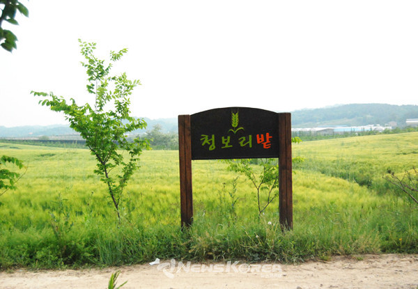 청보리밭 안내판이 보이는 이곳은 계절별로 다른 느낌을 체험할수 있는 곳이다. @뉴스코리아 최신 기자