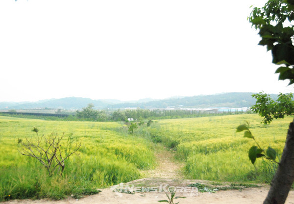 한산한 모습을 느낄수 있는 청보리밭 @뉴스코리아 최신 기자