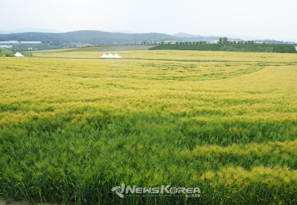 끝없이 펼쳐진 아그로랜드는 하루에 모두 돌아보는것은 무리 @뉴스코리아 최신 기자