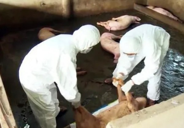 까마우성의 덤즈이 마을의 한 돼지 농가에서 아프리카 돼지열병으로 폐사된 돼지들을 치우고 있다.