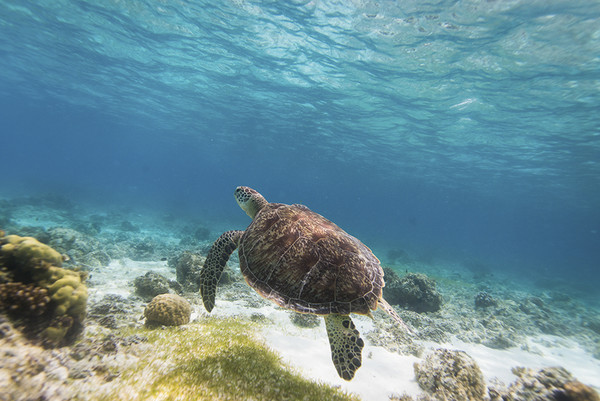 보홀 (사진-필리핀관광부)