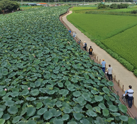 대구 동구 신서동에 있는 활짝요양원이 연꽃길을 누비는 건강한 야외 산책 행사를 진행했다 @활짝요양원