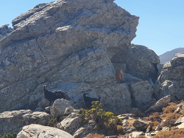 크레타 산염소 .@뉴스코리아 임성택 특파원.