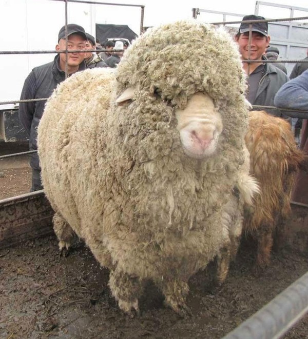 "키르기즈 메리노스"라는 품종의 양 @뉴스코리아 Mamralieva Aida 통신원