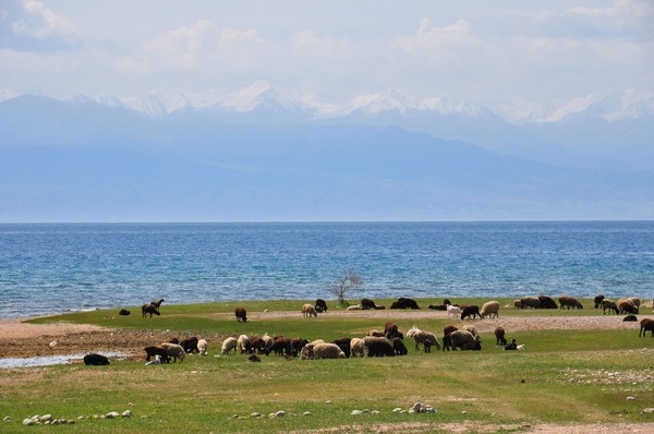 이제 본격적으로 키르기스스탄의 상징인 이식쿨 호수를 만나본다.