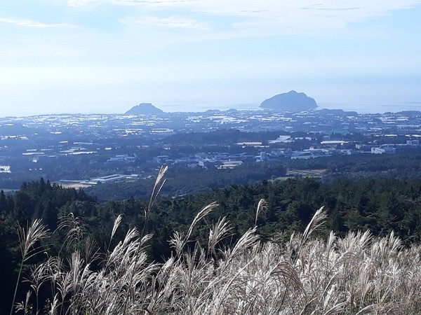 한라산 중턱에서 본 서귀포시