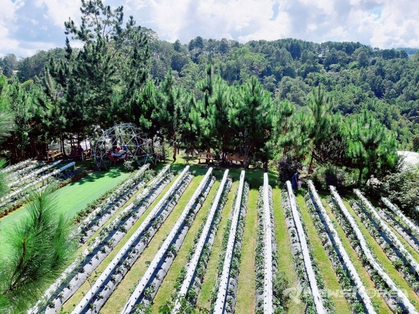 ​사진= 딸기를 재배하고 있는 딸기 농장 - @뉴스코리아 이재숭 특파원