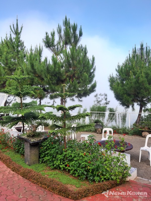 ​사진= 고산지대에 소나무가 자라고 있다 - @뉴스코리아 이재숭 특파원