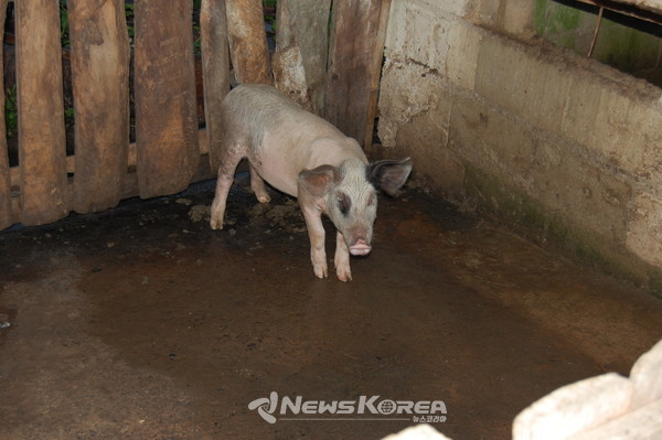 필리핀에서 돼지는 든든한 종잣돈으로 발전할수 있다. @뉴스코리아 최신 특파원