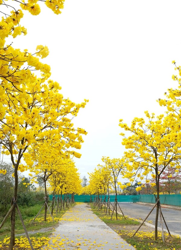 파크시티 하노이 도심(Park City, Ha Dong, Ha Noi) 내부 도로에는 수백 그루의 Phong Linh 나무 @출저 yeuHanoi