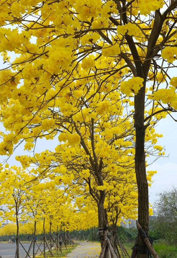 파크시티 하노이 도심(Park City, Ha Dong, Ha Noi) 내부 도로에는 수백 그루의 Phong Linh 나무 @출저 yeuHanoi
