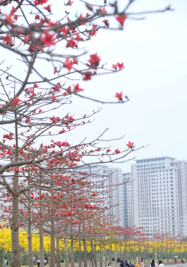 가오 꽃 (Hoa gao)의 빨간색