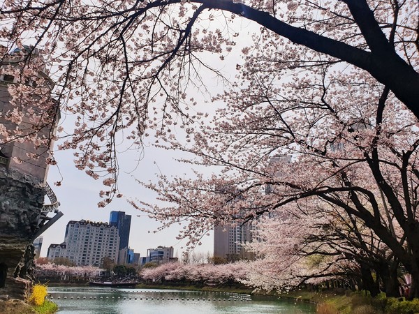 석촌호수 벛꽃길  @뉴스코리아 팜티궤느 기자