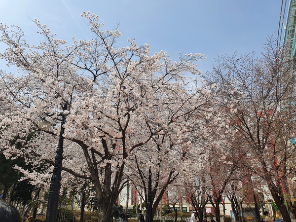석촌호수 벛꽃길 @뉴스코리아 팜티궤느 기자