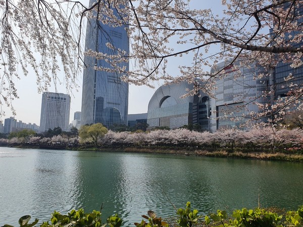 석촌호수 벛꽃길 @뉴스코리아 팜티궤느 기자