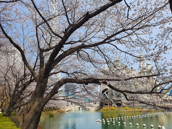 석촌호수 벛꽃길 @뉴스코리아 기자