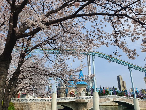 석촌호수 벛꽃길 @뉴스코리아 팜티궤느 기자