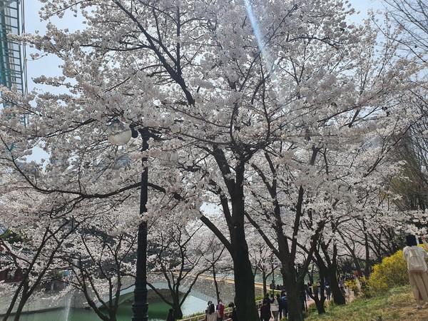 석촌호수 벛꽃길 @팜티궤느 기자