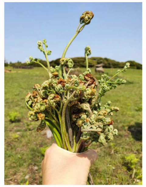 한라산의 고사리