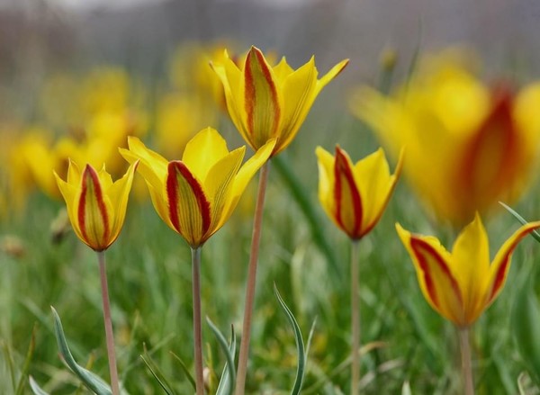    2, Zhoogazin - 튤립 장미 꽃