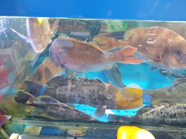 수조속 가득찬 활어들 @뉴스코리아 임수현 기자