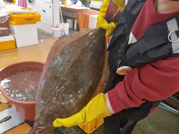 5Kg  대형 광어 @뉴스코리아 임수현 기자