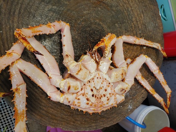 킹크랩 @뉴스코리아 임수현 기자