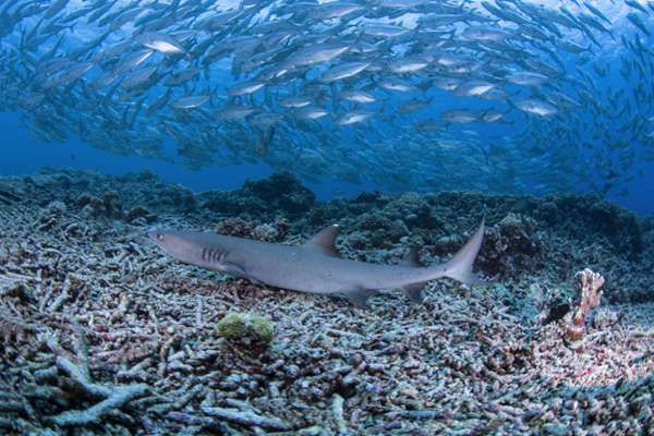 필리핀의 상어 보호를 위한 노력 (사진 : 필리핀관광청)