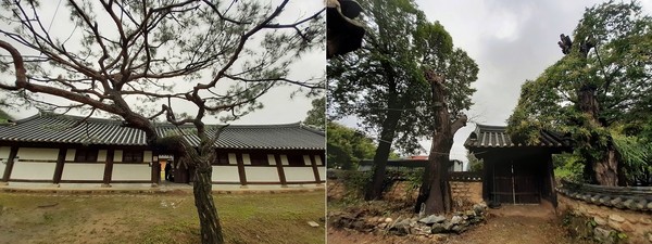 ​조견당 마당 @뉴스코리아 허승규 기자조견당 풍경 @뉴스코리아 허승규 기자