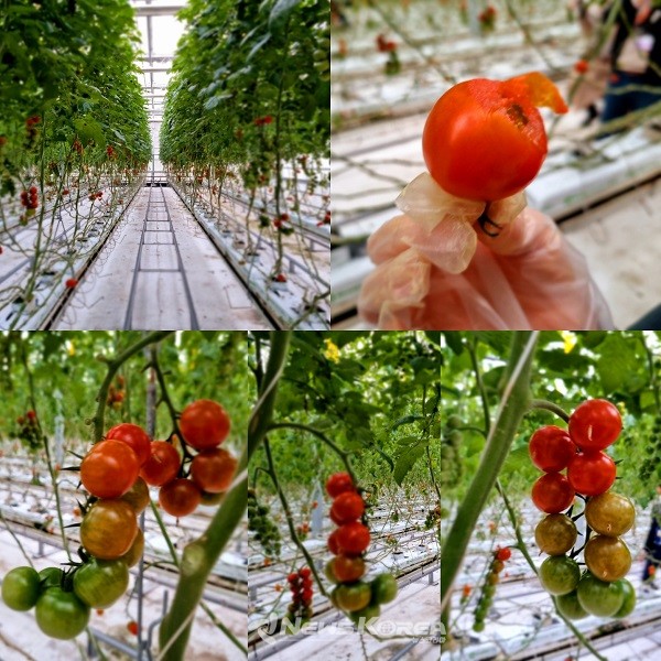 과즙이 풍부한 '원더팜' 토마토 @뉴스코리아 허승규 특파원