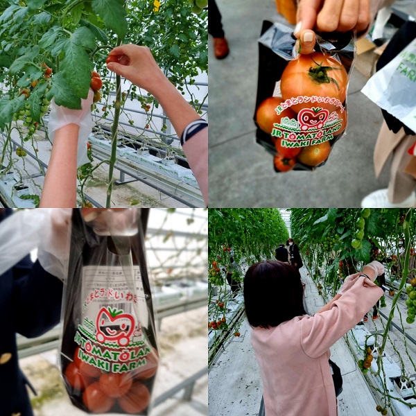 '원더팜'에서 토마토 따기를 체험중인 방문객 @뉴스코리아 허승규 특파원