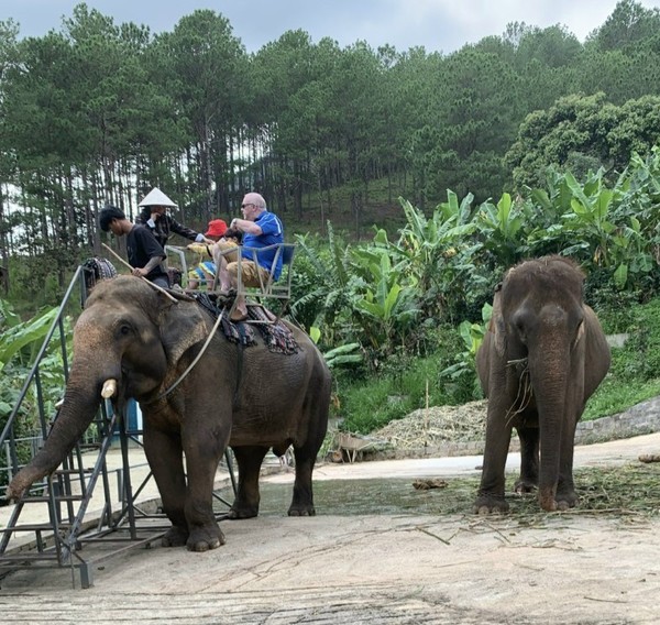 달랏시내와 리엔크엉 국제공항 중간쯤 인테체인지 바로앞 커피 농장의 코끼리 모습 @뉴스코리아 이웅연 특파원 
