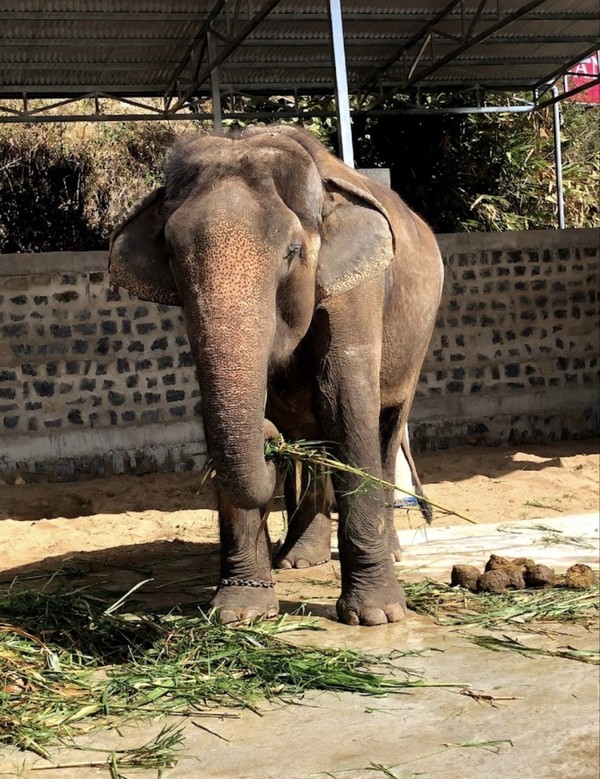 달랏 커피농장의 코끼리 @뉴스코리아 이웅연 특파원 