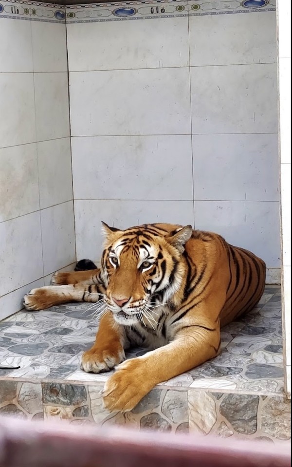 달랏 커피농장의 호랑이 @뉴스코리아 이웅연 특파원 