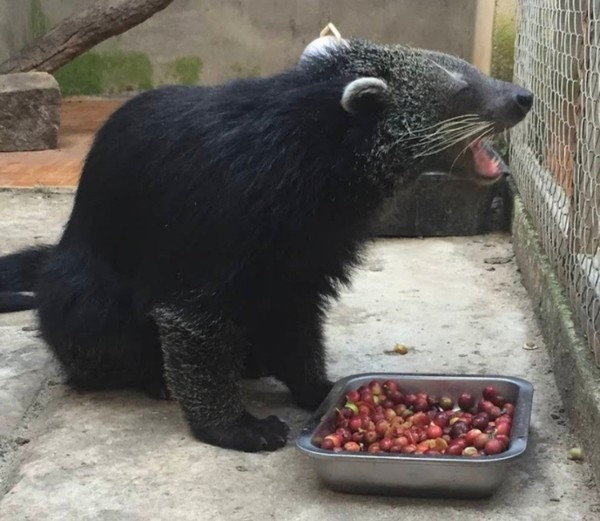 달랏 커피농장의 족제비가 커피열매를 먹는 모습 @뉴스코리아 이웅연 특파원 