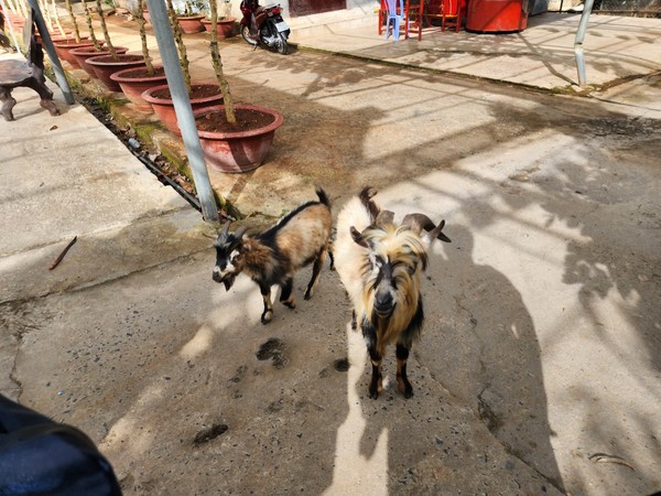 달랏 커피농장의 염소들 @뉴스코리아 이웅연 특파원 