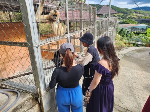 달랏 커피농장의 긴팔원숭이를 보고있는 관광객들 @뉴스코리아 이웅연 특파원 