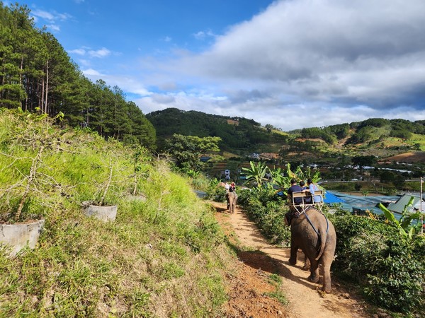 코끼리에 타고 커피농장 체험을 하는 관광객들 @뉴스코리아 이웅연 특파원 