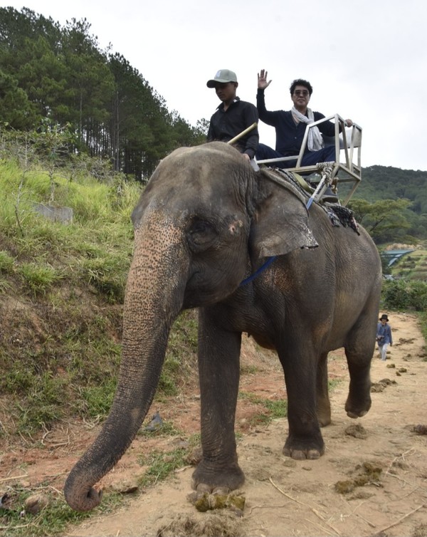 달랏 코끼리아저씨 @뉴스코리아 이웅연 특파원 