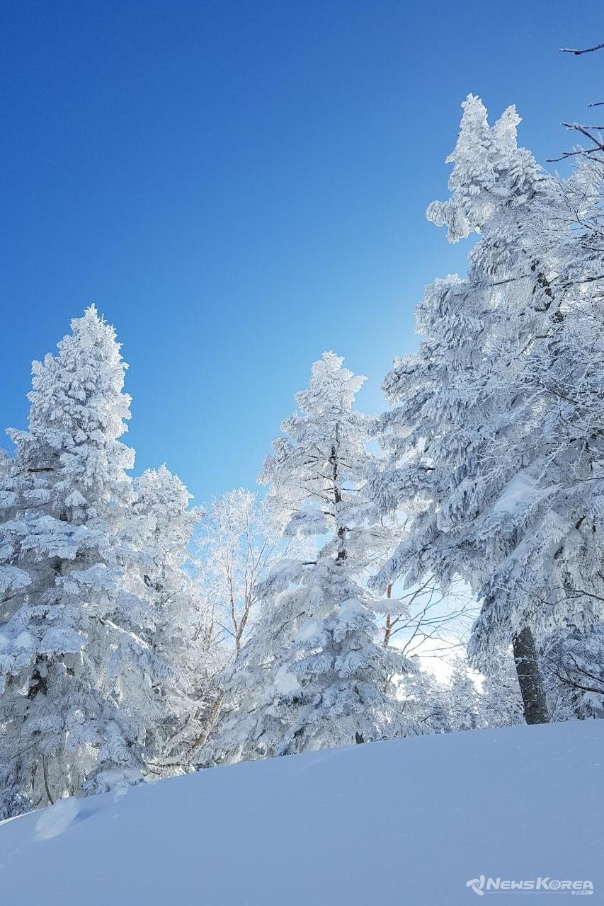 구로다케 5합목 산책로 주변 모습 @뉴스코리아 최성훈 특파원