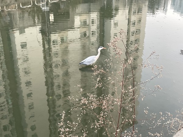 불광천 @뉴스코리아 김희수 기자