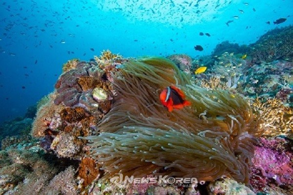 남부 레이테 나판타오(Southern Leyte, Napantao Reef) - 50m 깊이의 절벽이 있는 나판타오 해양보호구역은 다이버들에게 인기가 많은 곳 @필리핀관광부