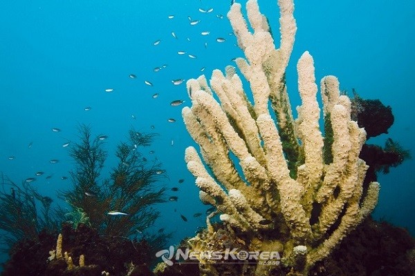 팔라완, 오키카와 마루 난파선 속 산호(Corals in Okikawa Maru) - 제2차 대전 때 침몰한 12척의 일본 해군 함정 중 하나로 난파선 다이빙으로 유명 @필리핀관광부