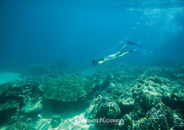 블랙 아일랜드의 테이블 산호 @필리핀관광부