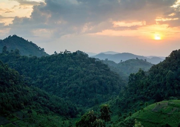 우간다의 브윈디 국립공원 @뉴스코리아 이웅연 특파원 