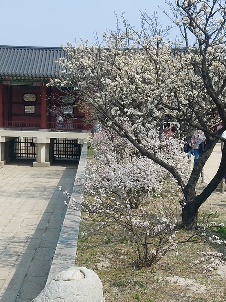 궁궐에 활짝 핀 봄꽃 / ⓒ뉴스코리아 김아인 기자