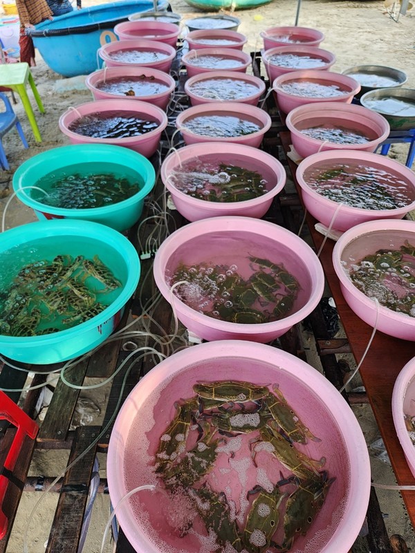 요새 꽃게철이라 그런지 크고 싱싱한 꽃게가 많다.@뉴스코리아 이웅연 특파원 