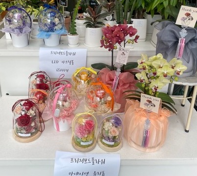 유리돔에 포장 된 카네이션 @뉴스코리아 김희수 기자